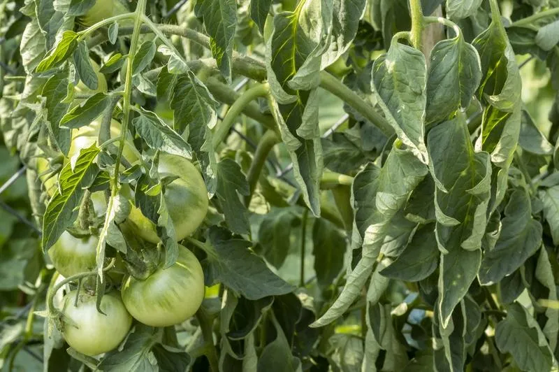 Co może oznaczać zwijanie się liści pomidorów?