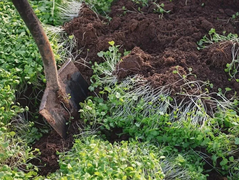 Co sadzić po pomidorach, aby wzbogacić glebę i plony?