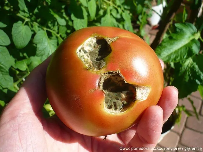 Co zjada liście pomidorów? Odkryj tajemnice szkodników w ogrodzie