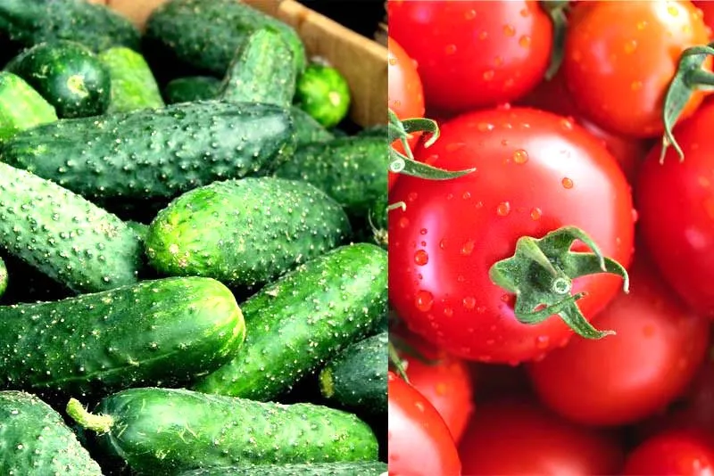 Czy sadzenie pomidorów obok ogórków to dobry pomysł? Sprawdź, co mówią ogrodnicy!