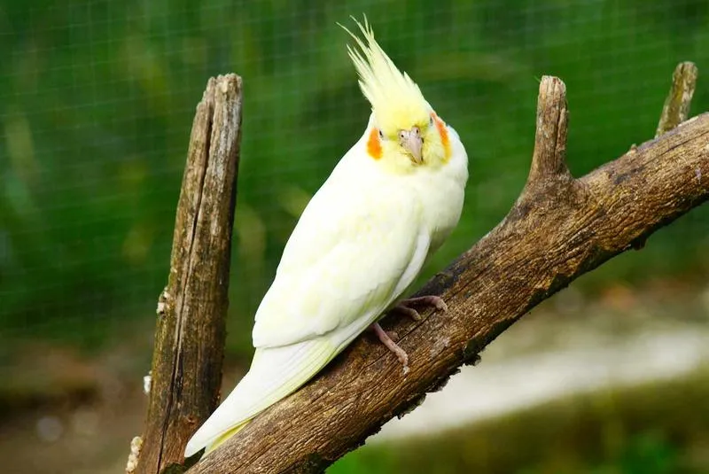 Czy w diecie papug znajdą się pomidory? Sprawdź, co musisz wiedzieć!