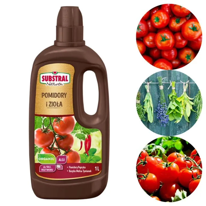 Idealne zioła do pomidorów – odkryj smakowe sekrety ogrodników