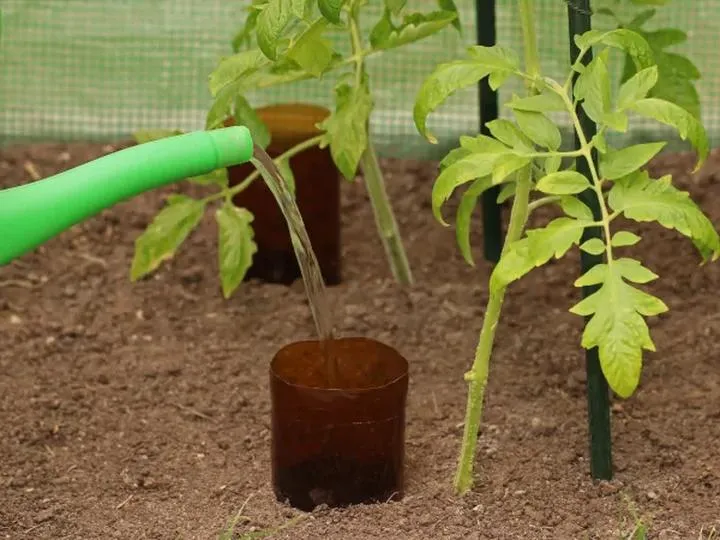 Jak często i ile podlewać pomidory dla obfitych plonów?