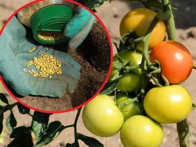 Jak często nawozić pomidory, aby uzyskać obfite plony?
