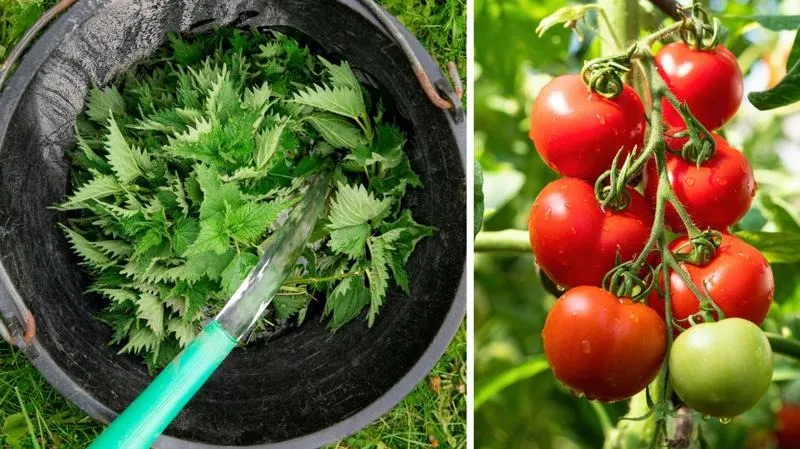 Jak często podlewać pomidory gnojówką z pokrzyw, aby uzyskać zdobycze plonów?