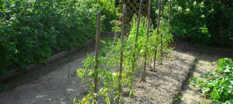 Jak często podlewać pomidory w szklarni, aby osiągnąć najlepsze plony?
