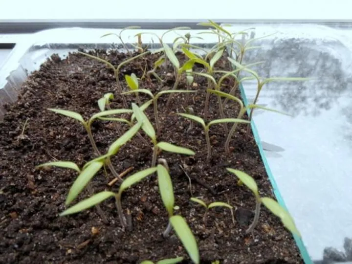 Jak długo trwa kiełkowanie pomidora? Odpowiedzi i porady dla ogrodników