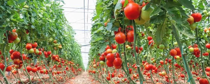 Jak efektywnie zwiększyć plony: ile rosną pomidory w szklarni?