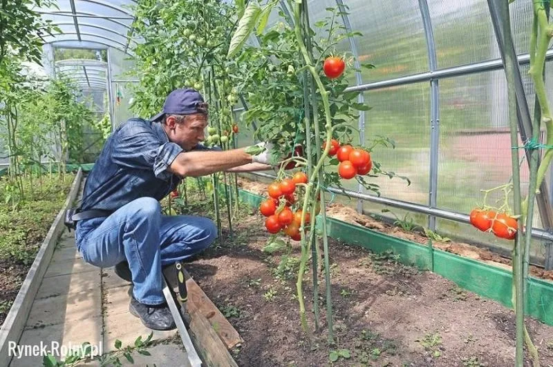 Jak obrywać liście pomidorów, żeby zwiększyć plony