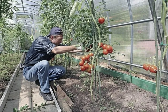 Jak przycinać liście pomidorów, by poprawić plony i zdrowie roślin