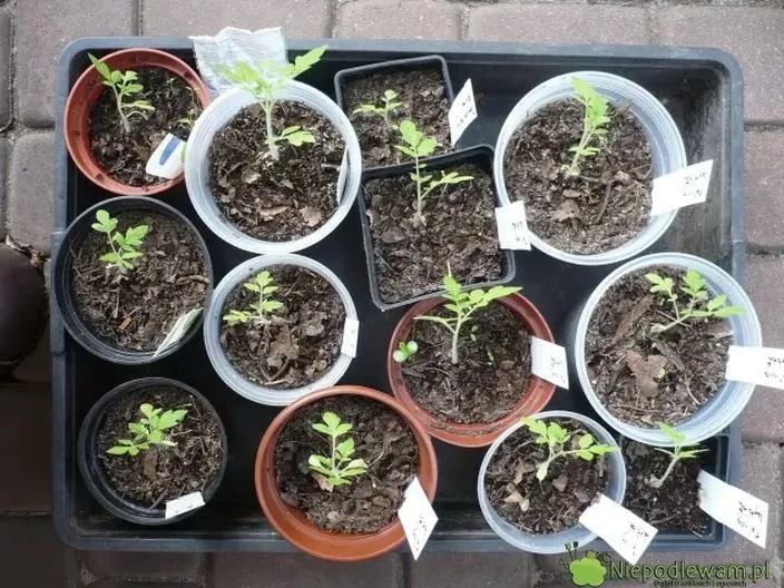 Jak skutecznie dbać o rozsadę pomidorów: co ile ją podlewać?