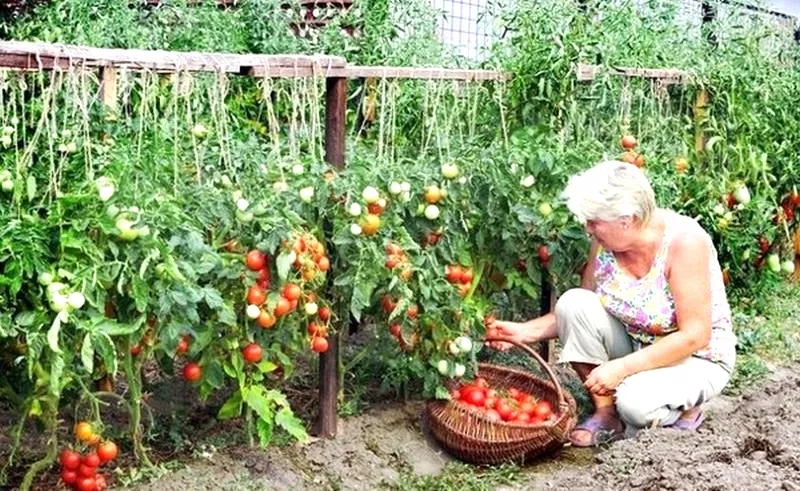 Jak skutecznie nawozić rozsady pomidora, aby cieszyć się obfitym plonem?
