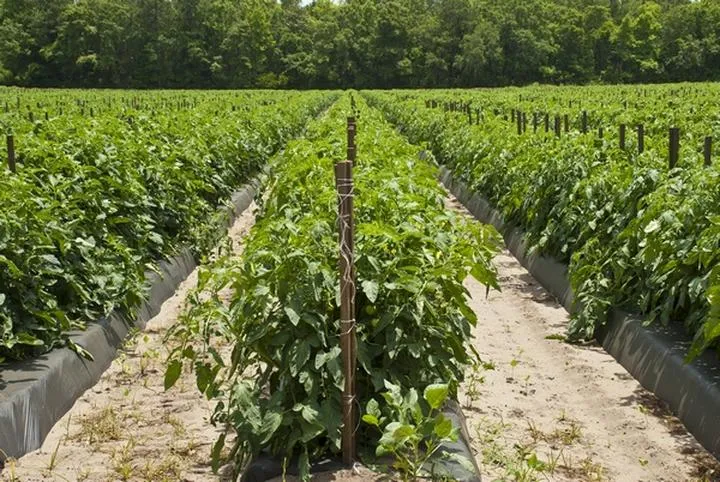 Jak skutecznie podpierać pomidory, aby zadbać o ich zdrowie i plony?