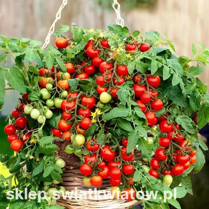 Jak skutecznie sadzić pomidory Bajaja w swoim ogrodzie?
