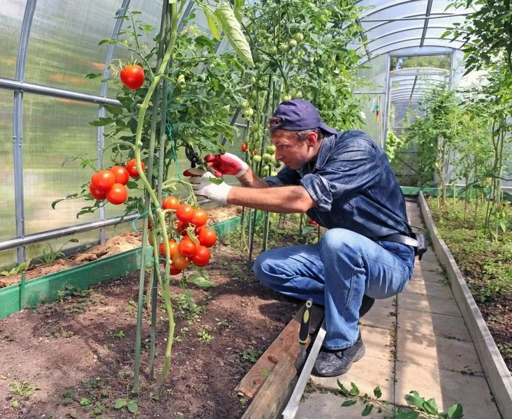 Jak skutecznie uszczykiwać pomidory, aby cieszyć się większym plonem?
