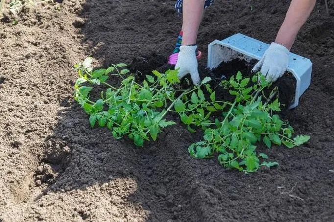 Jak właściwie szeroko sadzić pomidory, by cieszyć się obfitymi plonami?