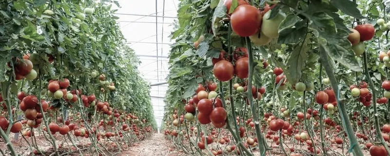 Jak zwiększyć plony pomidorów: sprawdzone sposoby i proste triki