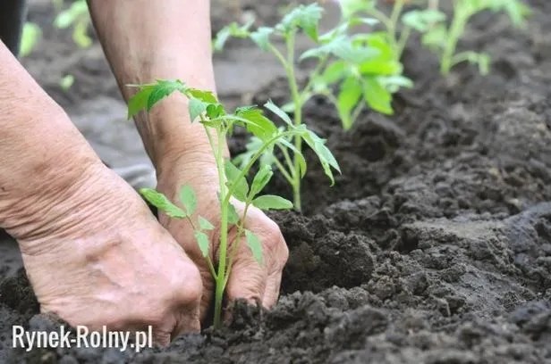Jaką glebę wybrać dla pomidorów, by cieszyć się obfitym plonem?