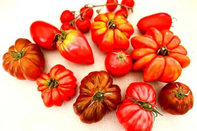 Jakie plony można osiągnąć z hektara? Ile pomidorów z hektara pomogą Ci wyhodować?