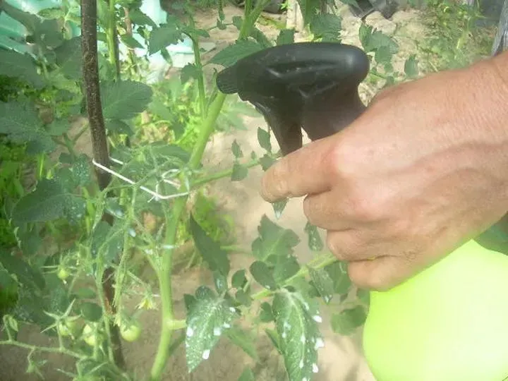 Jakie preparaty najlepiej stosować do pryskania pomidorów po ich posadzeniu?