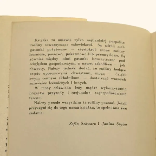 Jakie rośliny najlepiej sadzić przy pomidorach dla lepszych plonów?