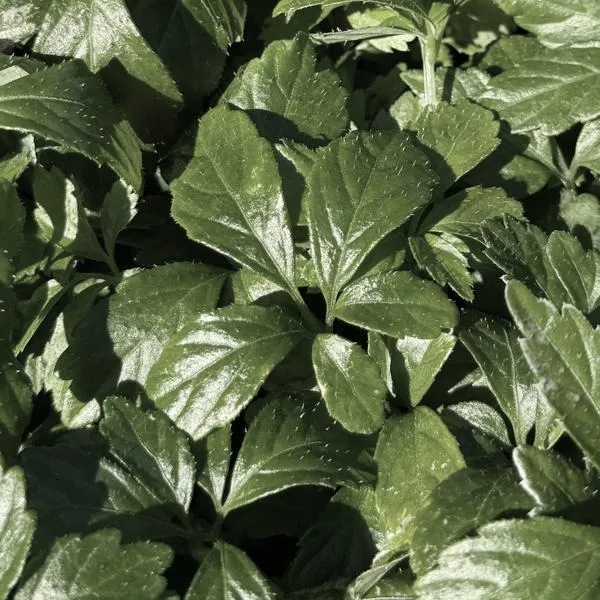 Jakie zioła pasują do zupy grzybowej: aromatyczne propozycje