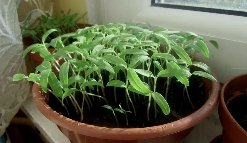 Kiedy i jak przygotować rozsady pomidorów dla najlepszego plonu