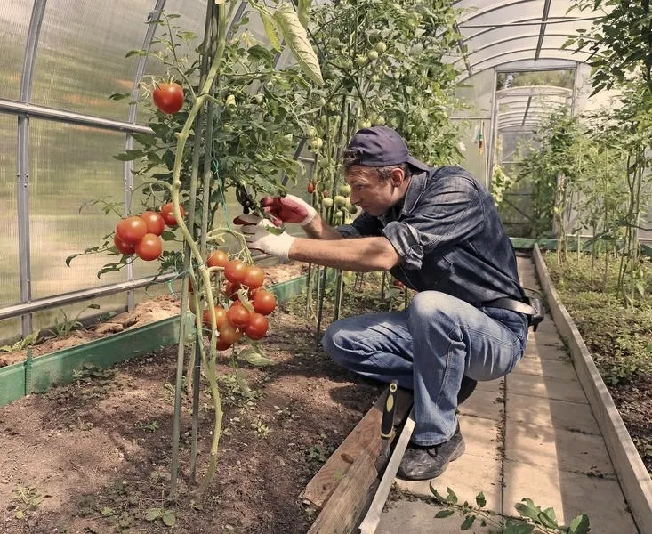 Kiedy obrywamy liście z pomidorów: praktyczny poradnik dla ogrodników