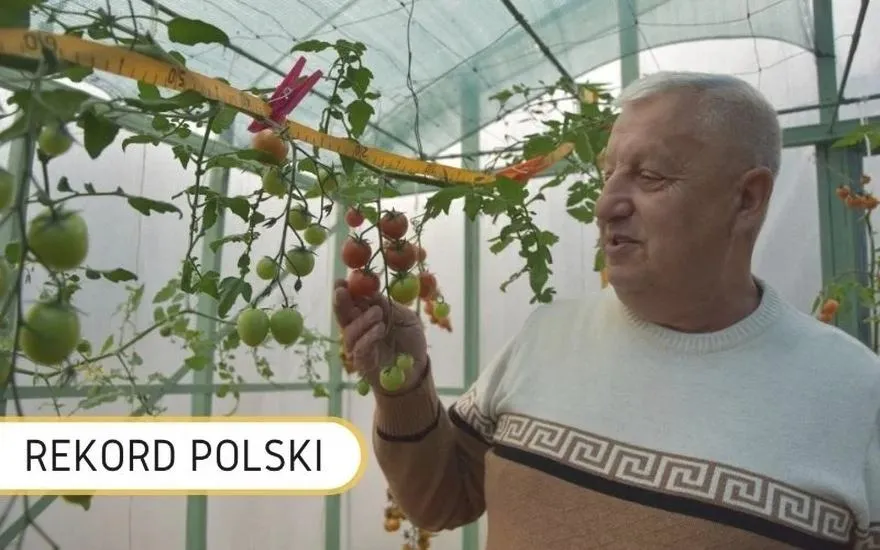 Kto naprawdę sprowadził pomidory do Polski i jak trafiły na nasze stoły