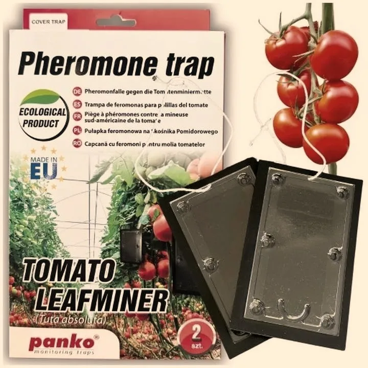 Najlepsze sposoby na ochronę pomidorów przed mrozem w ogrodzie