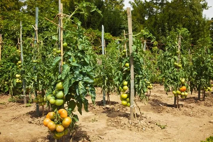 Najlepsze sposoby na to, co pod pomidory w ogrodzie