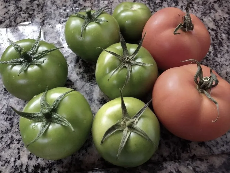 Najlepszy czas na sadzenie pomidorów do gruntu – kiedy to zrobić?