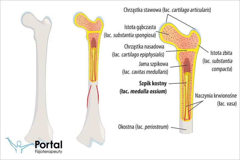 Odkryj, jak smakuje szpik kostny wołowy i jakie ma zalety kulinarne