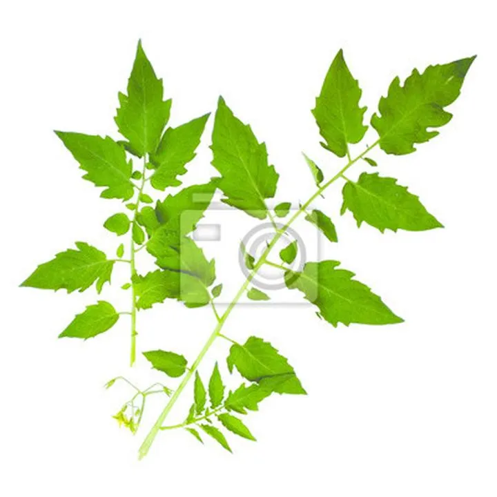 Odkryj, jakie liście ma pomidor i co mówią o jego zdrowiu