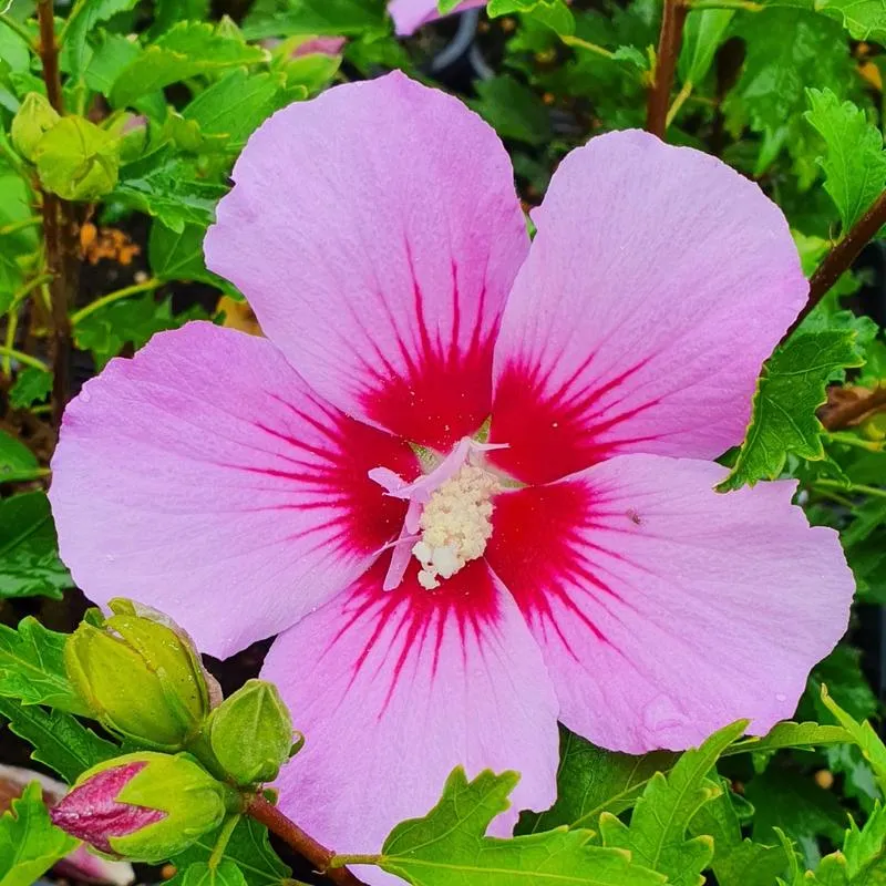 Odkryj niezwykły smak hibiskusa i jego wspaniałe właściwości