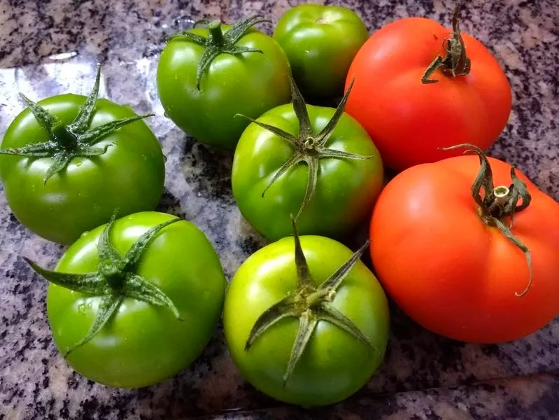 Odkryj zasady i tajniki gry w pomidora – na czym polega ta fascynująca zabawa?