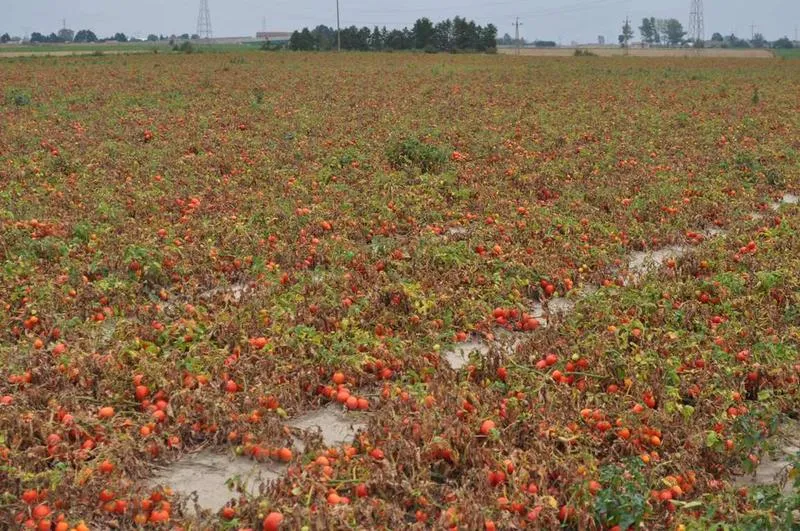 Optymalne odmiany pomidorów do gruntu – wybierz najlepsze dla swojego ogrodu