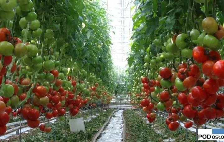 Optymalne terminy sadzenia pomidorów do tunelu – kiedy najlepiej to zrobić?