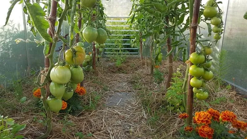Optymalne warunki: jaka temperatura w szklarni sprzyja wzrostowi pomidorów?