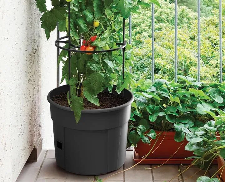 Sekrety udanego siewu pomidorów w doniczce – krok po kroku