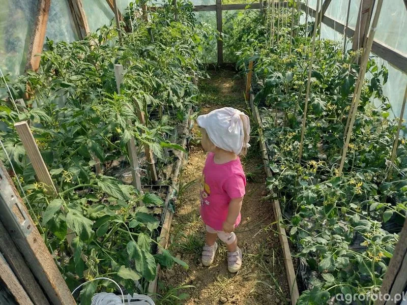 Sekrety udanej uprawy pomidorów w tunelu – sprawdzone porady dla ogrodników