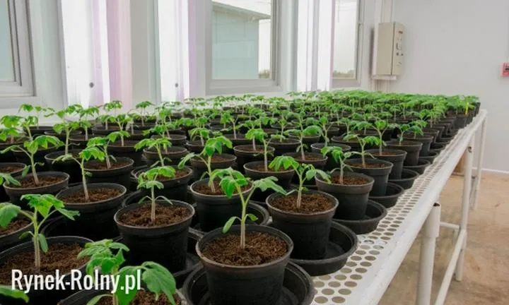 Skuteczne metody hartowania sadzonek pomidorów na zdrową uprawę