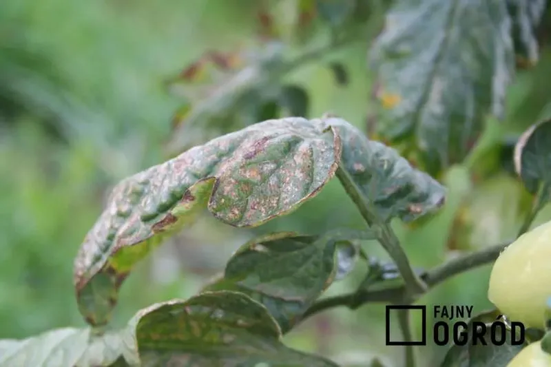 Skuteczne metody na brunatną plamistość liści pomidora – czym pryskać, aby zwalczyć chorobę?