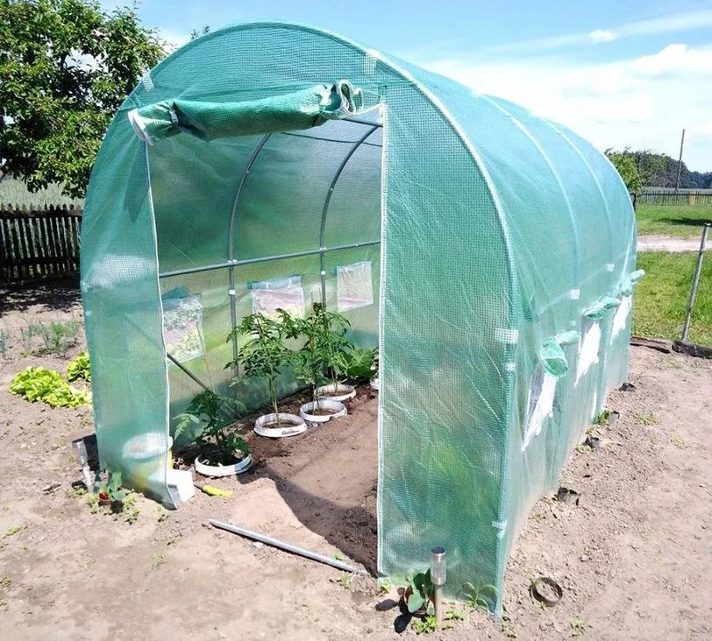 Skuteczne metody prowadzenia pomidorów w tunelu – praktyczne porady dla ogrodników