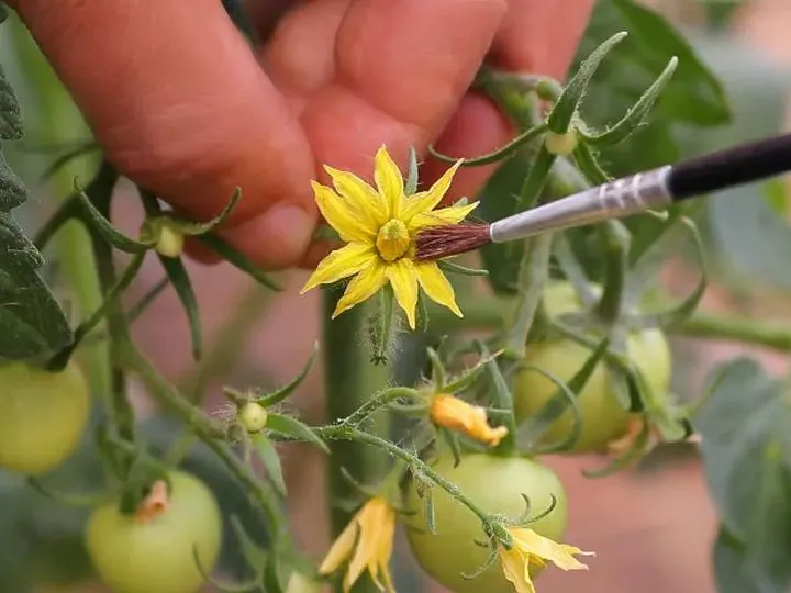Skuteczne metody zapylania pomidorów pod folią dla lepszych plonów
