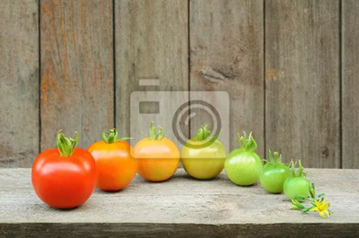 Skuteczne sposoby na przyspieszenie dojrzewania pomidorów w szklarni