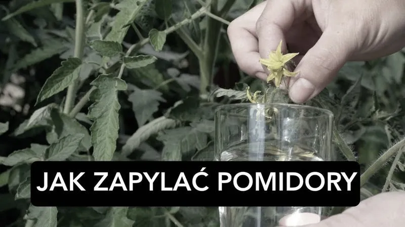 Tajniki skutecznego zapylania pomidorów w szklarni
