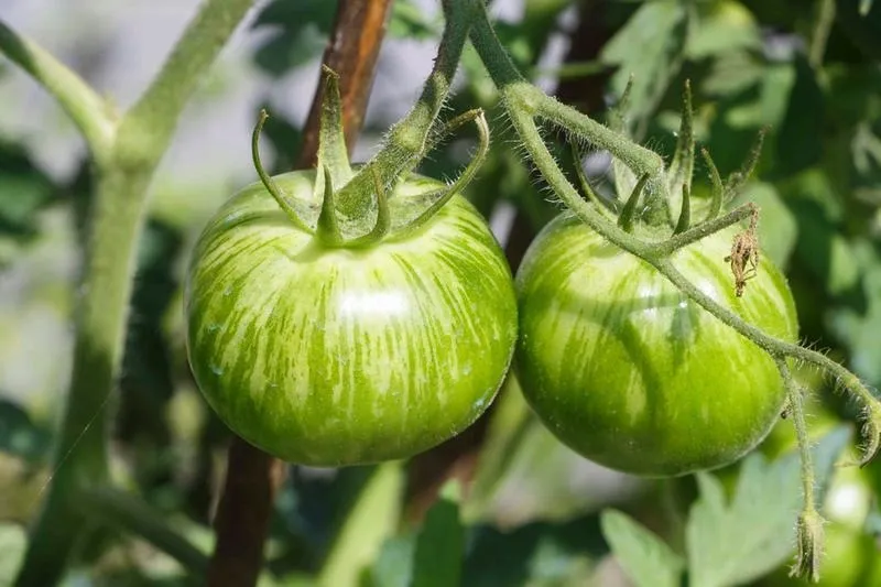 Wyjątkowa pomidorowa: Jak zrobić pomidorową z pomidorów krok po kroku?