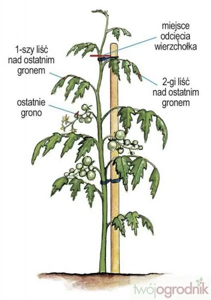 Błędy przy usuwaniu pędów