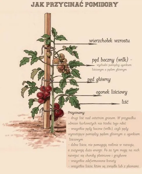 Błędy w pielęgnacji pomidorów